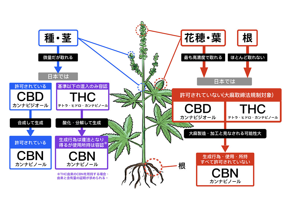 CBNの効果とは？CBDとの違いや違法性の有無について解説│DR. STICKコラム